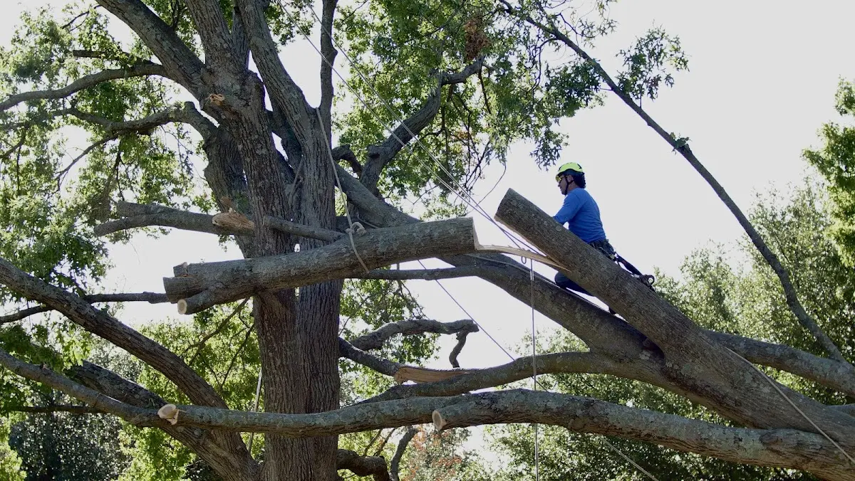 Professional Crown Thinning performed by certified arborists in Clanton